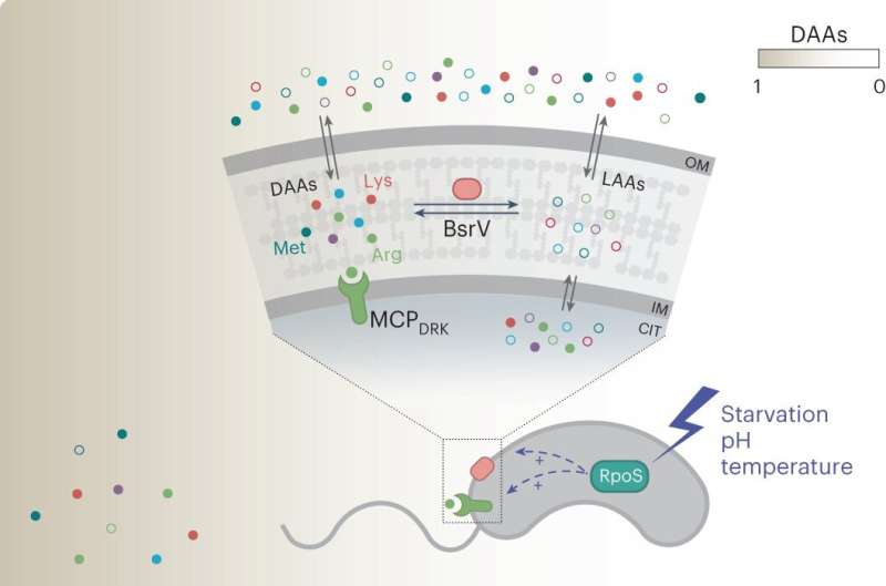 D-amino acids play a role in stress-induced response in cholera bacterium