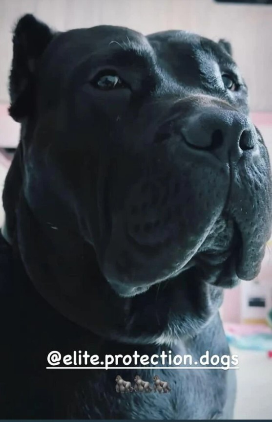 Close-up of a large black dog.