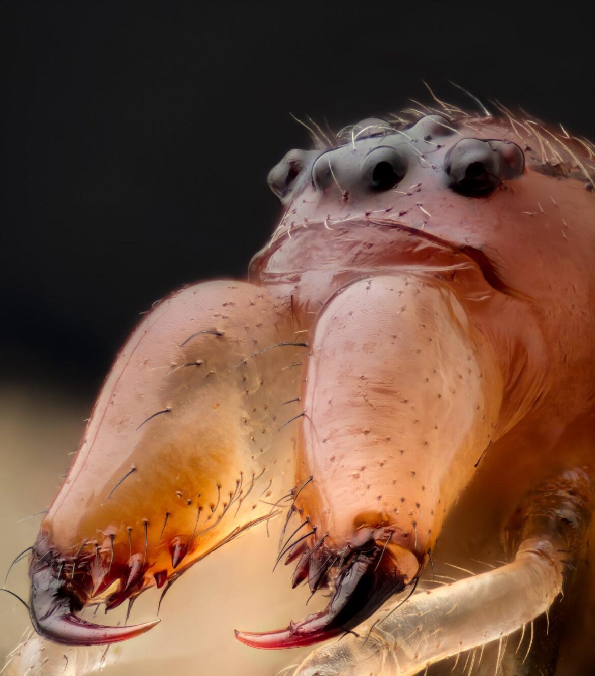 Inside Boca Juniors – PressReader