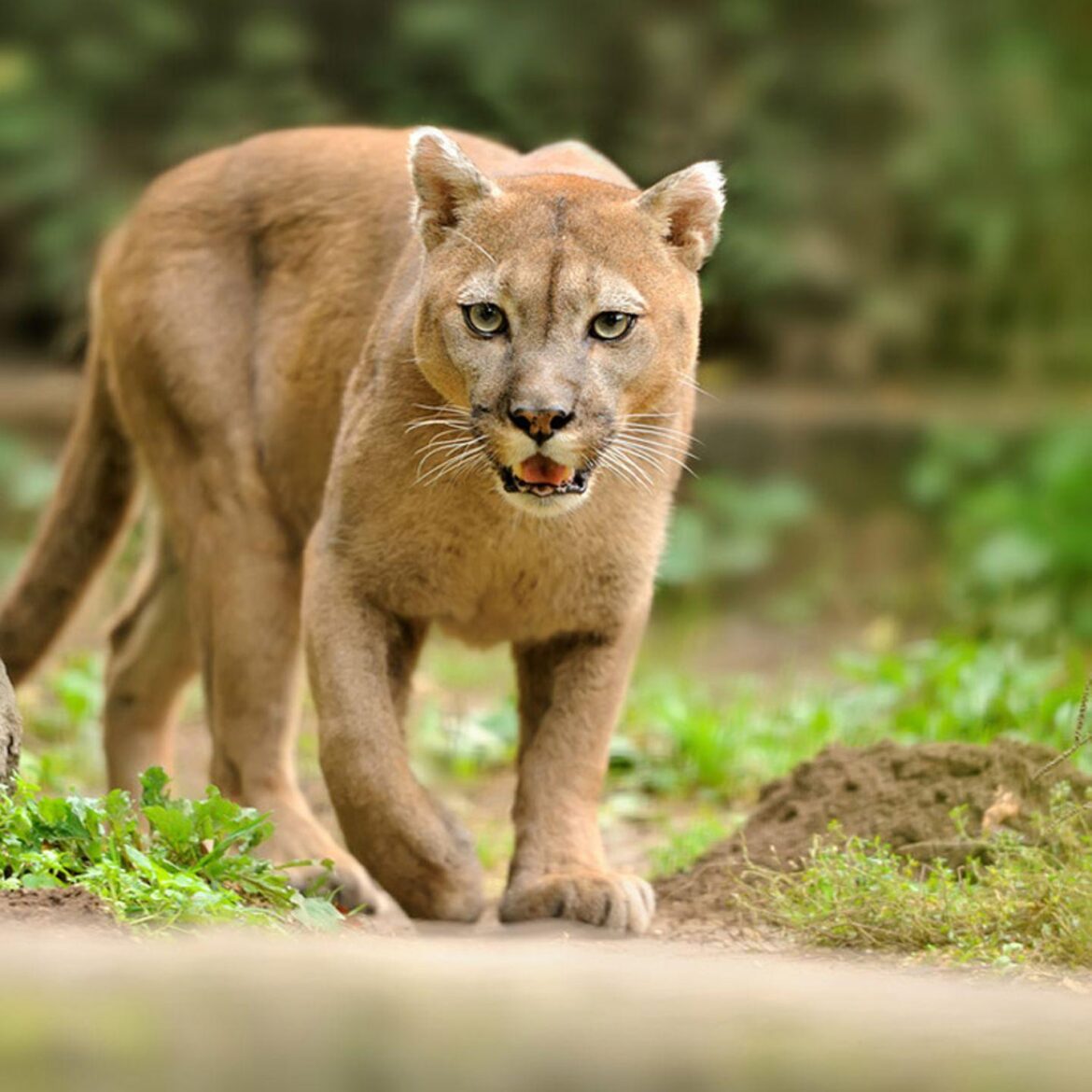 Puma reimagines football chant for Al Hilal anniversary – Campaign Middle East